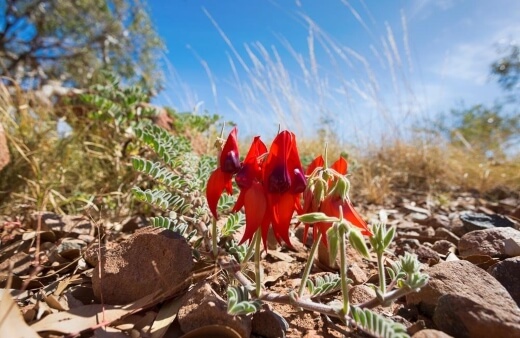 Sturt desert pea is an endemic desert wildflower with an incredibly curious growth habit