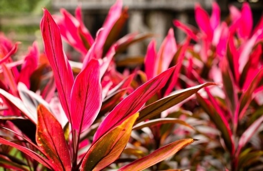 What are Cordyline Plants