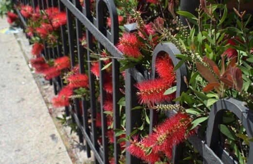 What is a Bottlebrush?
