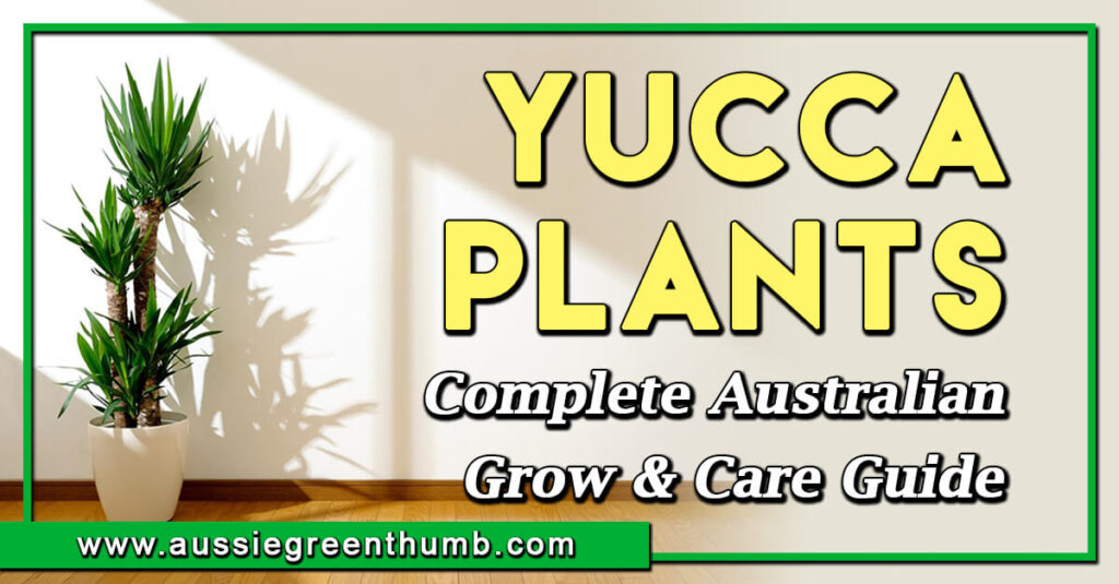 Yucca Plants Complete Australian Grow and Care Guide