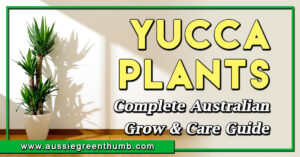 Yucca Plants Complete Australian Grow and Care Guide