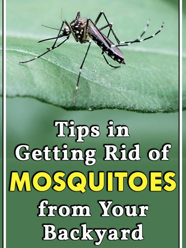 How to Get Rid of Mosquitoes – Best Tips, Zappers and Traps - Aussie ...