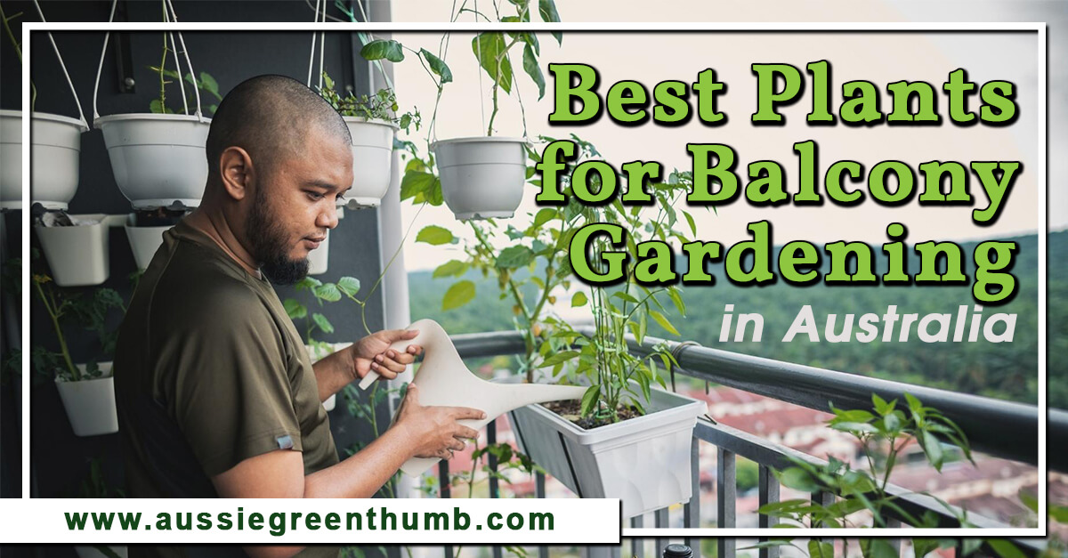 Best Plants for Balcony Gardening in Australia AGT