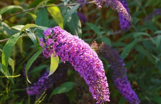 Buddleia will grow in full sun, part shade, wind, salty air, or dry shade