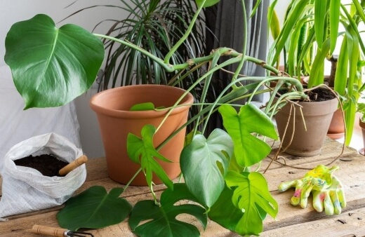 Common Monstera Pests & Diseases