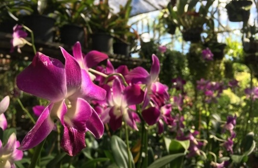 Dendrobium kingianum turn carbon and toxins in city spaces into clean air