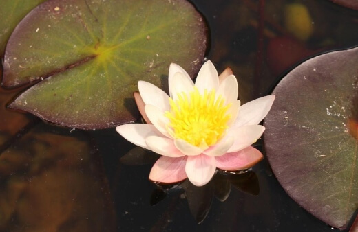 Dwarf Water Lilies are wonderful additions to a balcony pond