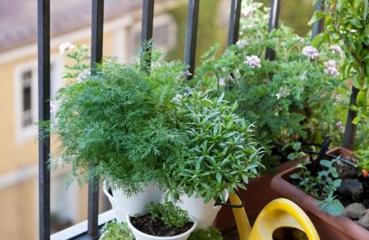 Herbs are great plants for balcony gardens