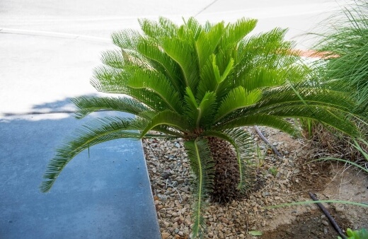 How to Grow Sago Palms