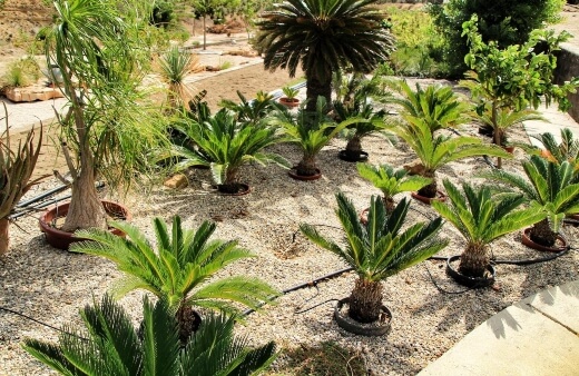 How to Propagate Sago Palms