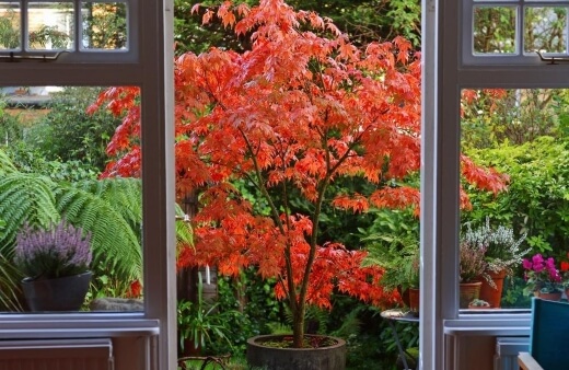 Japanese maple is the best tree for a balcony garden