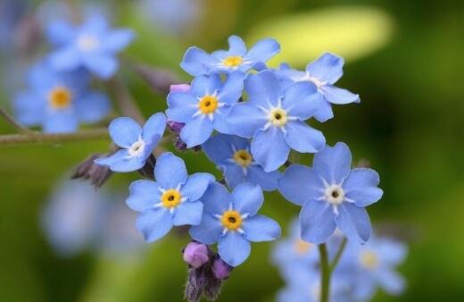 Marsh forget-me-nots are a great alternative to common forget-me-nots for balconies