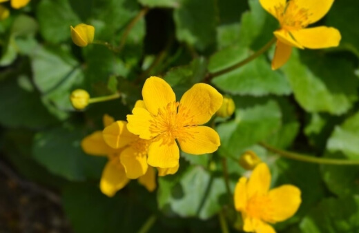 Marsh marigold are great pond plants for balcony gardens