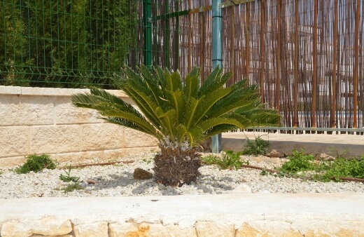 Planting Sago Palms