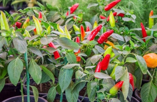 Planting chillies on a balcony has many benefits