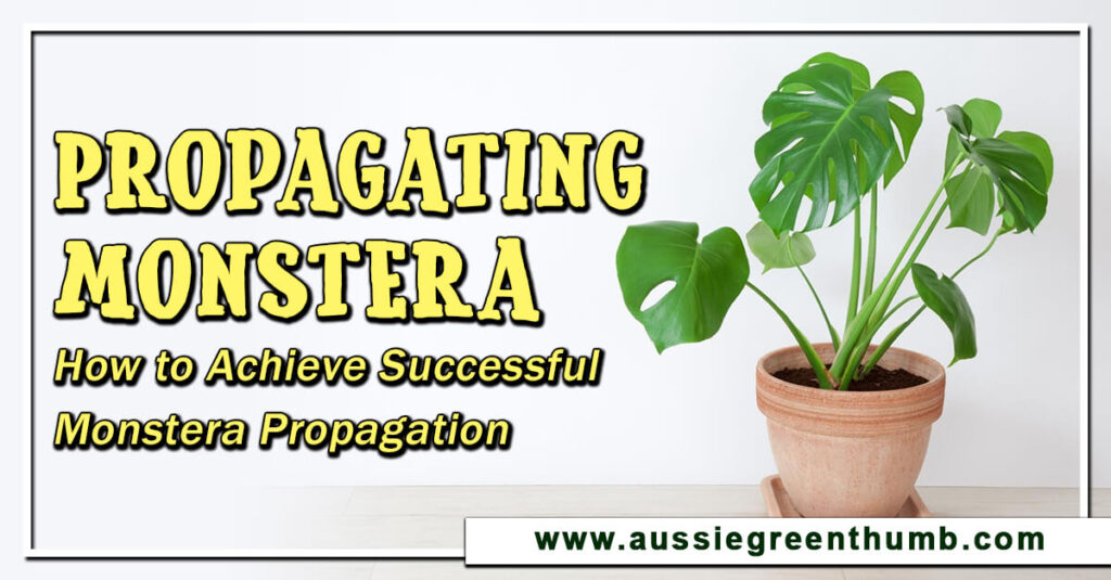 Propagating Monstera How to Achieve Successful Monstera Propagation