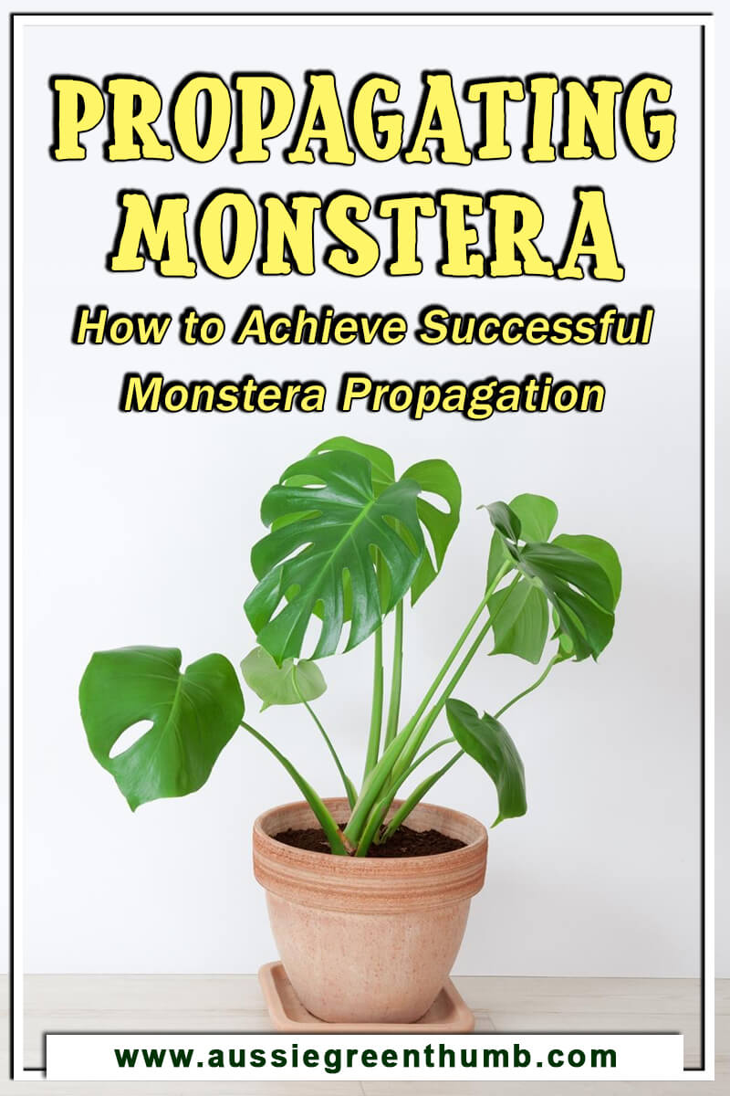 Propagating Monstera How to Achieve Successful Monstera Propagation
