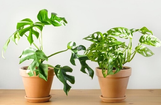 Propagating Monstera is a really great way to save money on houseplants