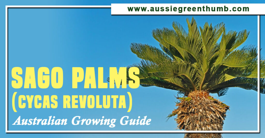 Sago Palms (Cycas Revoluta) Australian Growing Guide