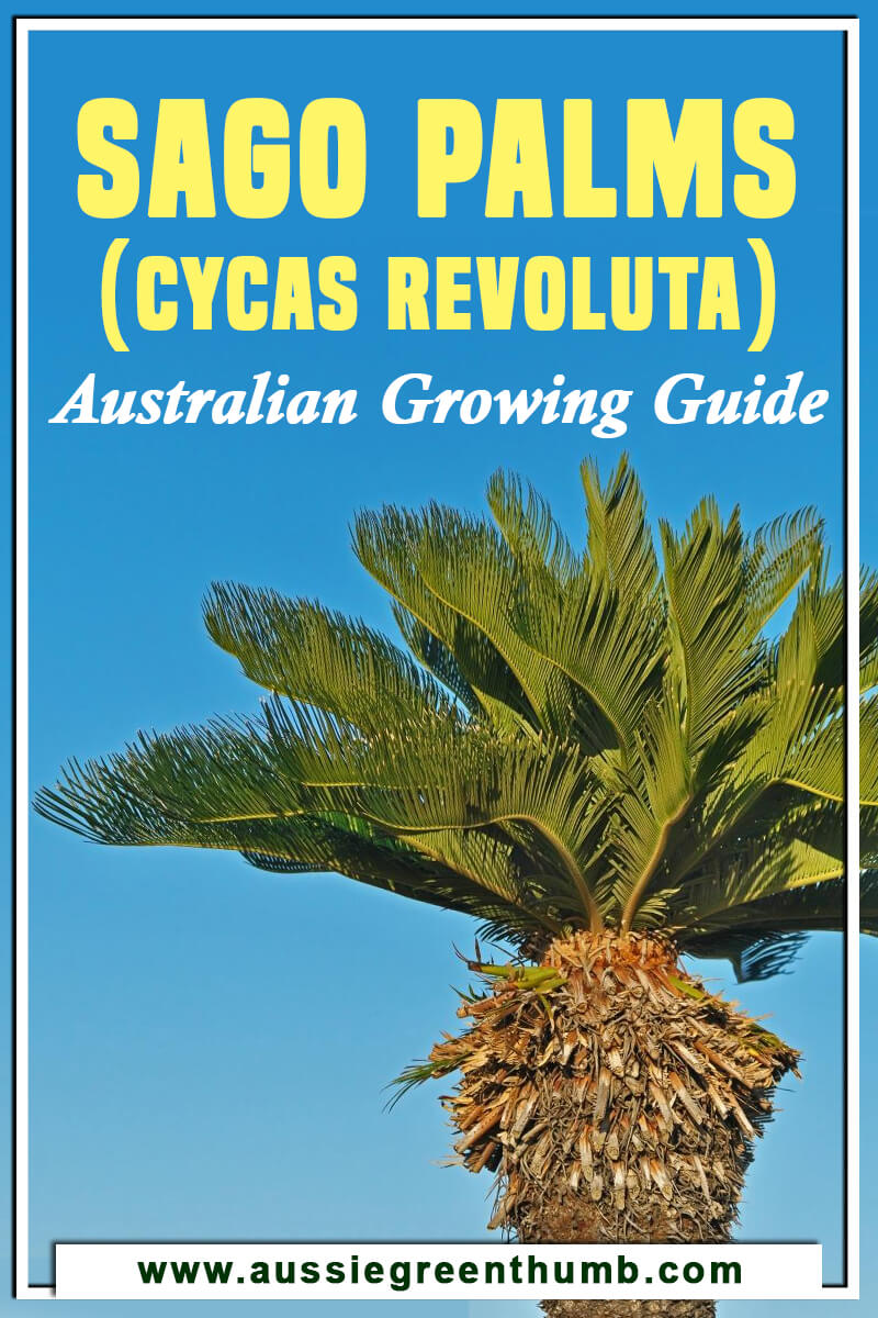 Sago Palms (Cycas Revoluta) Australian Growing Guide