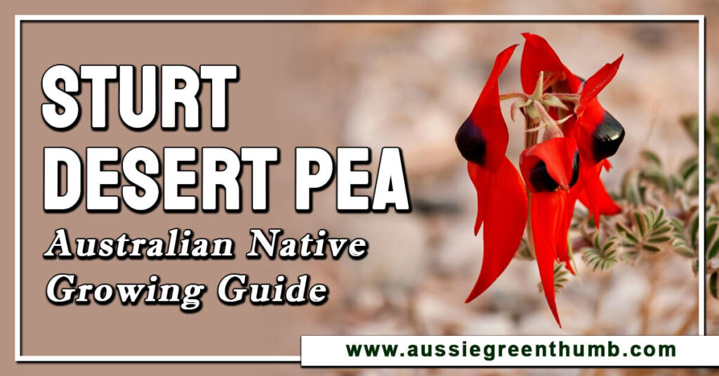 Sturt Desert Pea Australian Native Growing Guide