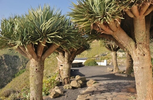 What is a Dragon Tree Plant
