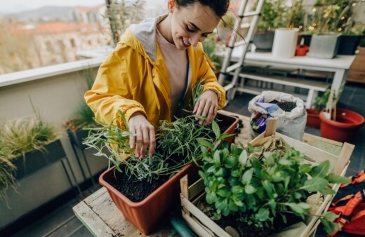 What to Consider When Choosing Plants for Balcony Gardens