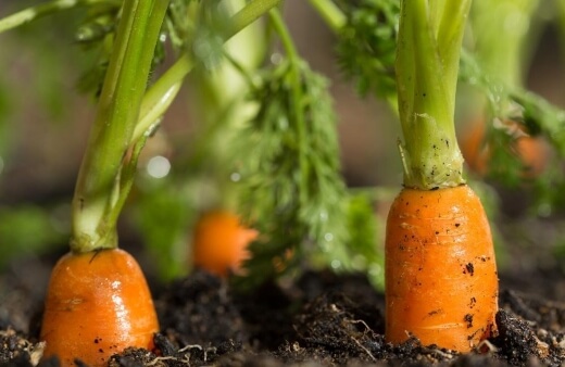 You can grow carrots in a balcony garden