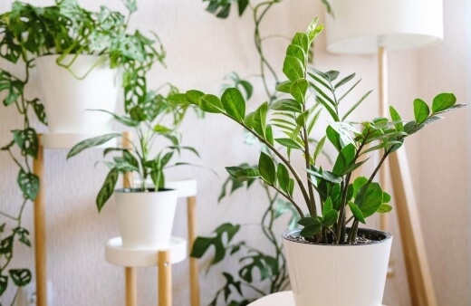 ZZ Plant Varieties ZZ Plant Varieties