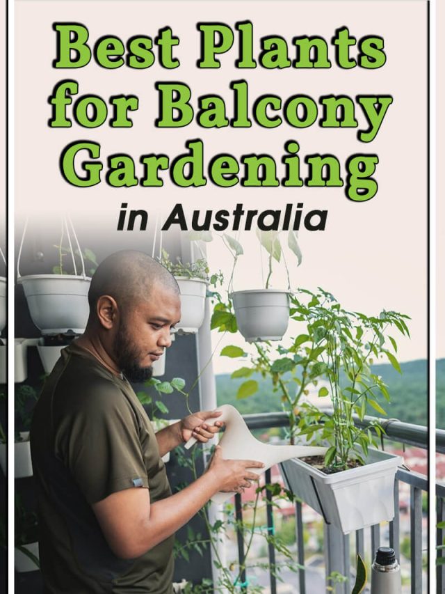 Best Plants for Balcony Gardening in Australia Aussie Green Thumb