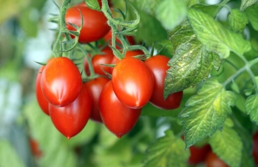 you can easily grow heirloom tomato in your balcony garden