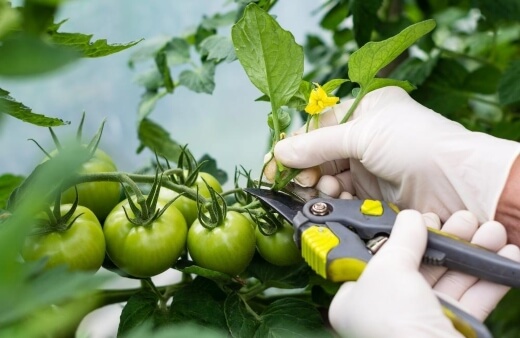 A good pair of pruning scissors or secateurs is essential for tomato growing