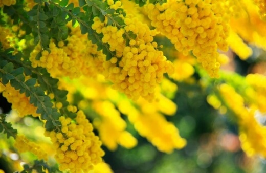 Acacias are accustomed to thriving in harsh conditions and produce spectacular blooms, which are the national flower