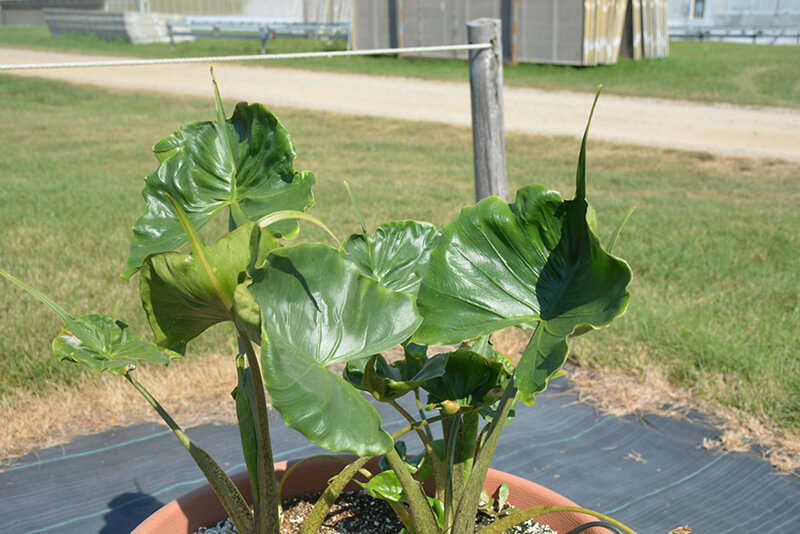Alocasia Macrorrhiza Stingray are the closest Alocasia to most other plants from the subtropics