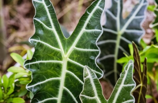 Alocasia needs well drained soil that holds enough moisture to retain happy leaves