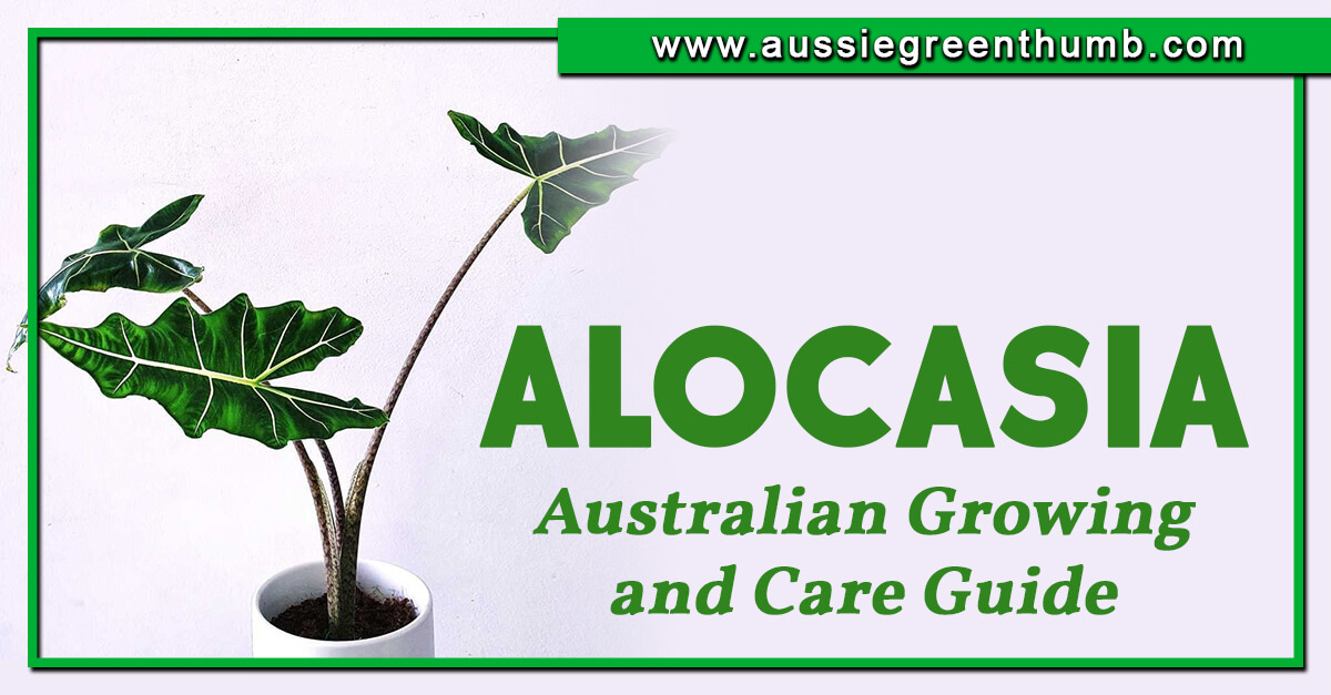 Alocasia – Australian Growing and Care Guide