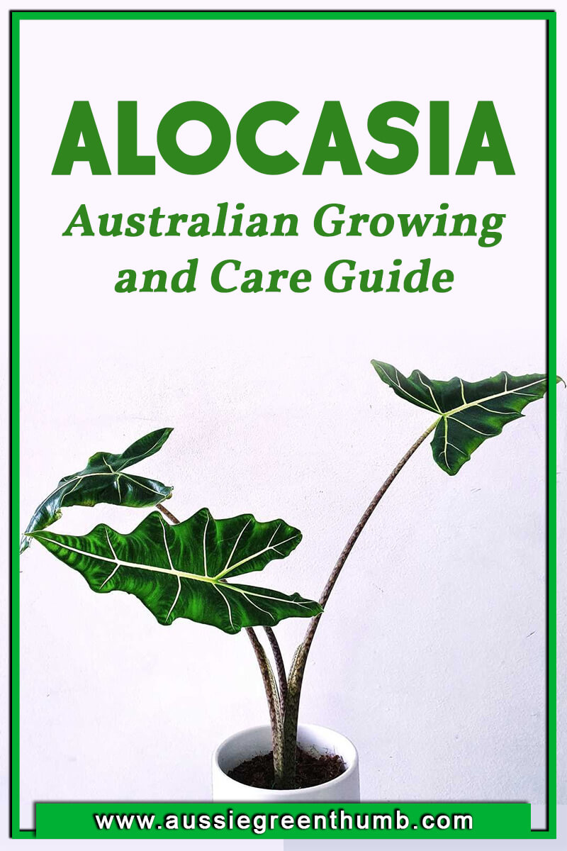 Alocasia – Australian Growing and Care Guide
