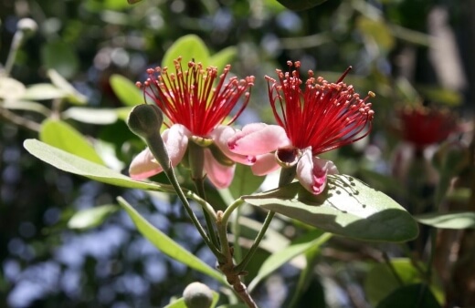 Also known as ‘Pineapple Guava’, Feijoa Sellowiana is a beautiful, evergreen shrub bearing delicious, tropical tasting fruits