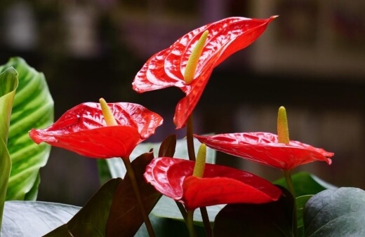 Anthurium produce heart shaped leaves and waxy blooms that come in a range of colours