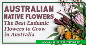 Australian Native Flowers The Best Endemic Flowers to Grow in Australia