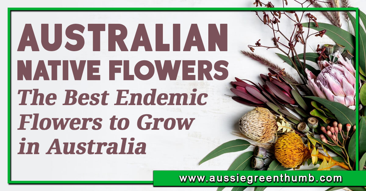 30 Best Australian Native Flowers