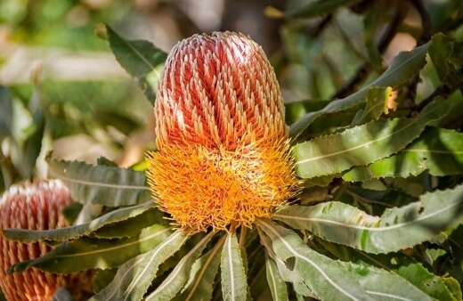 Banksias, or Australian Honeysuckle, are another incredible flowering plant with over 70 different varieties