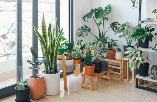 Benefits of Growing Indoor Plants