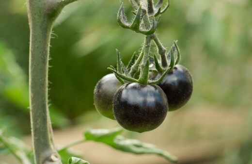 Black tomatoes are beautiful little fruits, with a graded skin turning darker as it ripens