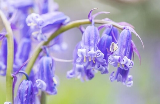Bluebells are considered to be one of the most beautiful wildflowers in Great Britain