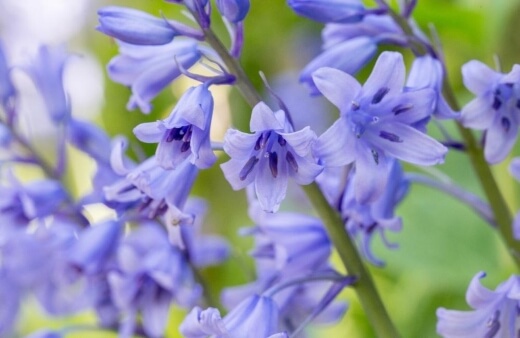 Bluebells are known as Hyacinthoides non-scripta, wild hyacinth, English bluebell, wood bells, fairy flowers, and bell bottles