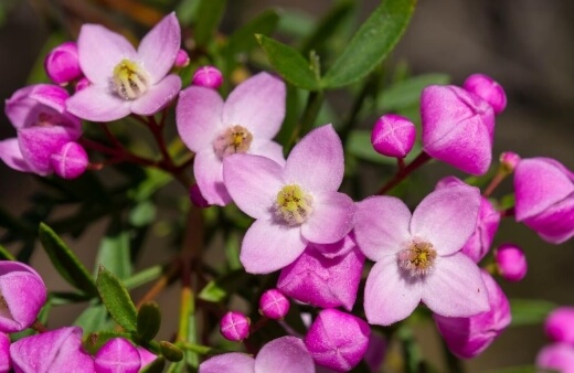 Boronias are popular Australian plants grown for their fragrance and full flowering habit, with a range of cultivars blooming in every shade of pink