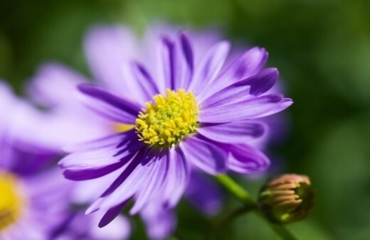 Brachyscome, or commonly known as the Australian Daisy, is perfect if you’re looking for a flowering ground cover
