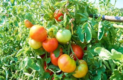 Bush tomatoes, or determinate tomatoes, as their name suggests have pre-determined heights, spreads and growth habits.