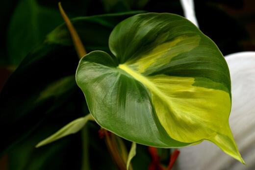 Caring for Philodendron Brasil